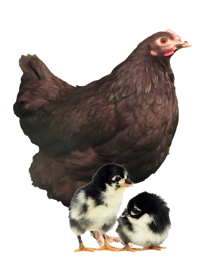 Black Australorp photo