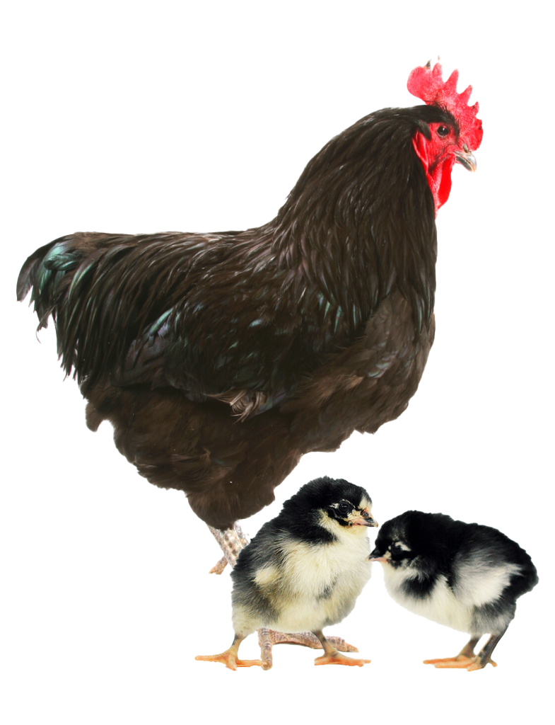 Black Jersey Giant photo