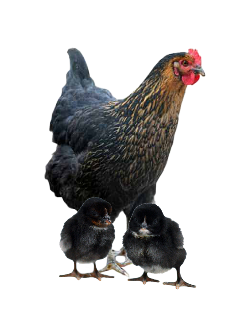 Black Sex Link photo