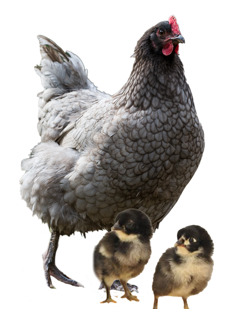 Blue Jersey Giant photo