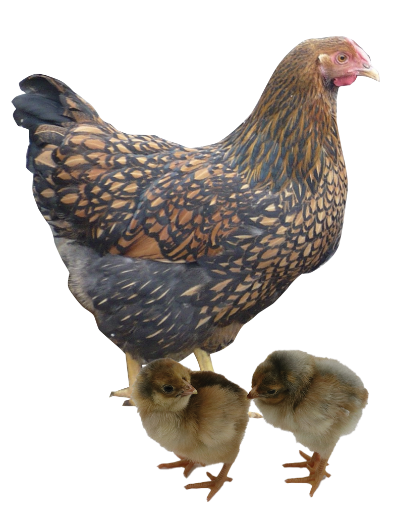 Blue Laced Gold Wyandotte photo